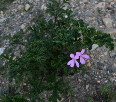 Pelargonium panduriforme