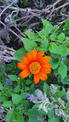 Tithonia rotundifolia