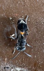 Ropalidia sumatrae