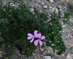 Pelargonium panduriforme