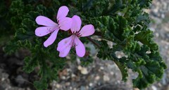 Pelargonium panduriforme
