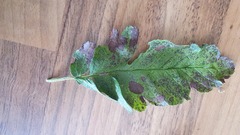 Diplocarpon rosae