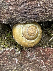 Cepaea hortensis
