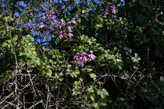 Pelargonium peltatum