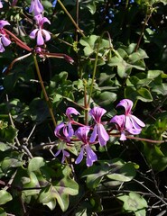 Pelargonium peltatum