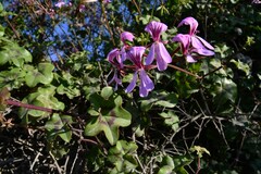 Pelargonium peltatum