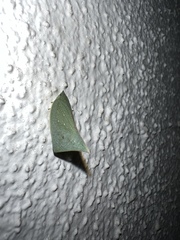 Flatidae