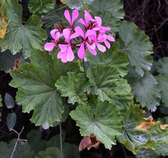 Pelargonium zonale