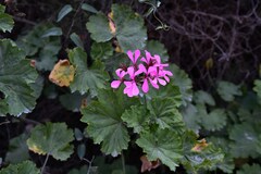 Pelargonium zonale