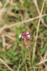 Thymus pulegioides