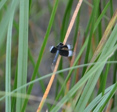 Neurothemis tullia