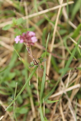 Thymus pulegioides
