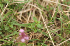 Thymus pulegioides