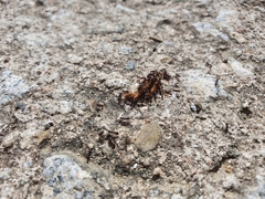 Tetramorium tsushimae