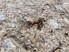 Tetramorium tsushimae