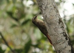 Xiphorhynchus fuscus