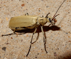 Epicauta albida