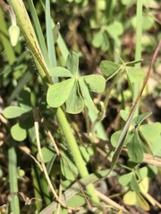 Oxalis perennans