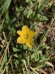 Oxalis perennans