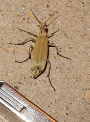Epicauta albida