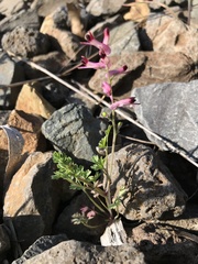 Fumaria bastardii