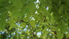 Cassia bakeriana