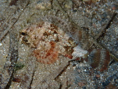 Scorpaena porcus
