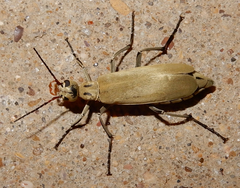 Epicauta albida
