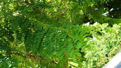 Cassia bakeriana