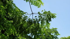 Cassia bakeriana