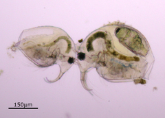 Bosmina longirostris