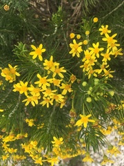 Euryops