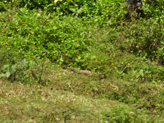 Varanus bengalensis