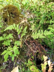 Poa palustris
