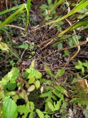 Poa palustris