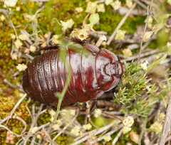 Geoscapheus dilatatus