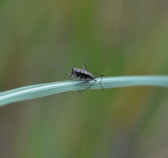 Callytron malabaricum