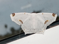 Sericoptera