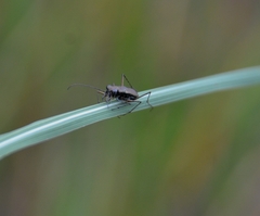 Callytron malabaricum