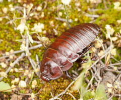 Geoscapheus dilatatus