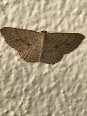 Epicyme rubropunctaria