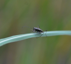 Callytron malabaricum