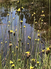 Xyris fimbriata