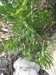 Euryops