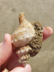 Austrofusus glans