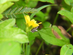 Bocchoris inspersalis