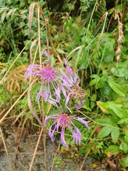 Centaurea phrygia phrygia