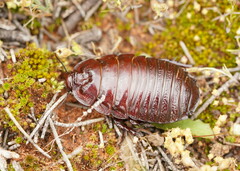 Geoscapheus dilatatus