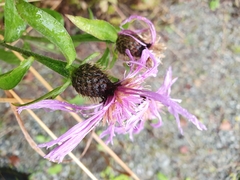 Centaurea phrygia phrygia