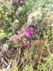 Pseudodictamnus africanus